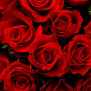 Meet your Posher, Shanna